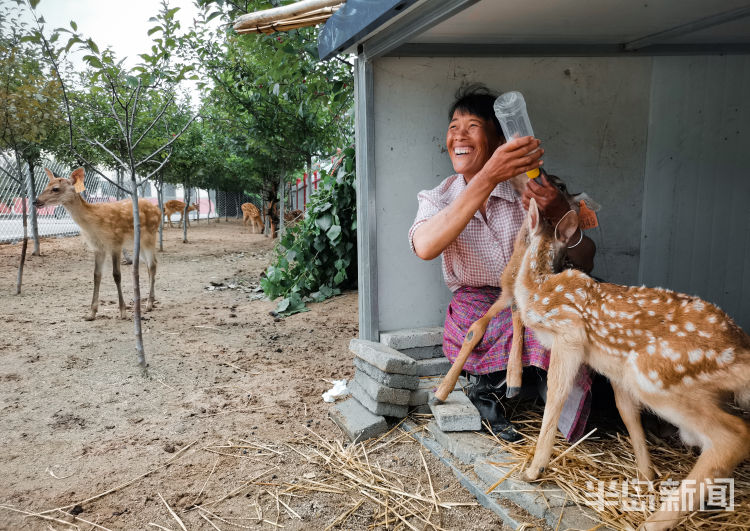 150西海岸新区大村镇倾情付出 “鹿妈妈”十年带大150头鹿