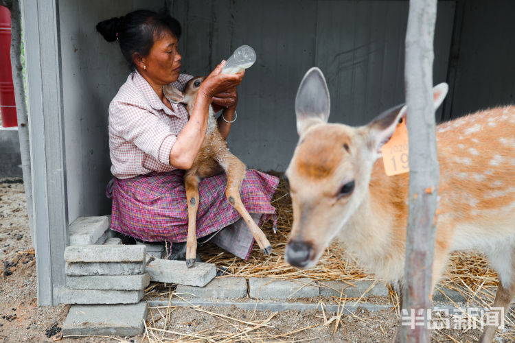 150西海岸新区大村镇倾情付出 “鹿妈妈”十年带大150头鹿
