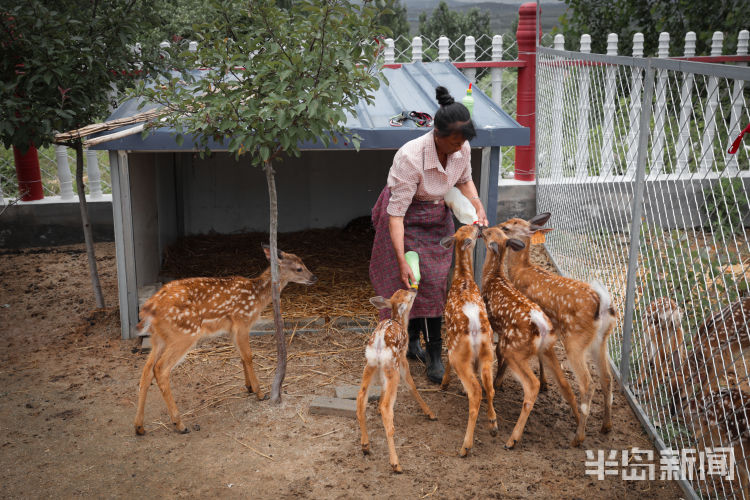 150西海岸新区大村镇倾情付出 “鹿妈妈”十年带大150头鹿