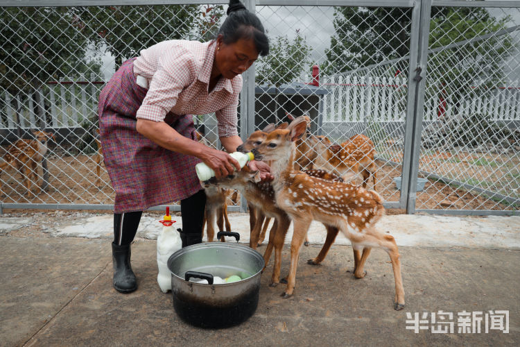150西海岸新区大村镇倾情付出 “鹿妈妈”十年带大150头鹿
