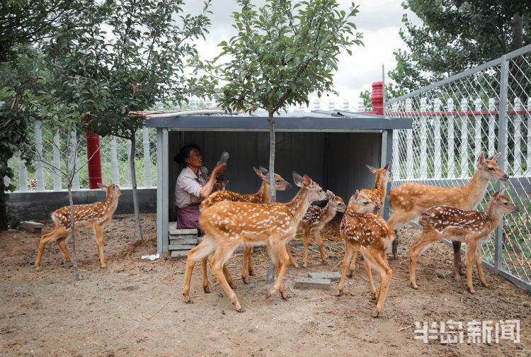 150西海岸新区大村镇倾情付出 “鹿妈妈”十年带大150头鹿