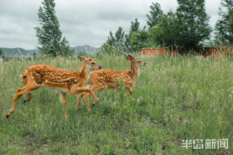 150西海岸新区大村镇倾情付出 “鹿妈妈”十年带大150头鹿