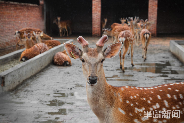 150西海岸新区大村镇倾情付出 “鹿妈妈”十年带大150头鹿