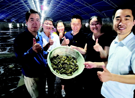 抗病力强耐高温 青岛“参优1号”刺参开始大规格苗种扩繁