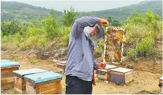 |乳山下石硼村党支部领办专业合作社 小蜜蜂为村里带来新希望