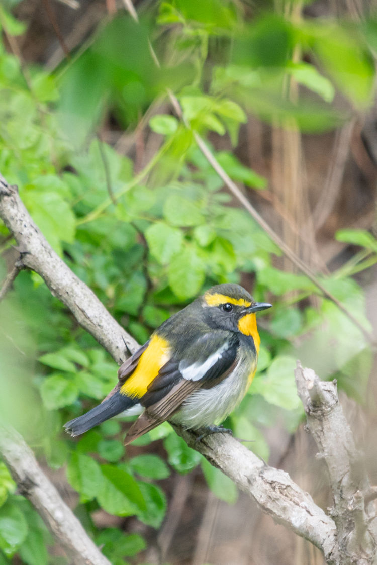 黄眉|青岛候鸟传?：这个“黄眉大王”是何方神圣？您见过吗？