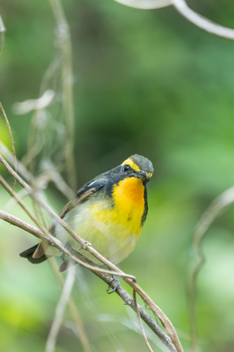 黄眉|青岛候鸟传?：这个“黄眉大王”是何方神圣？您见过吗？
