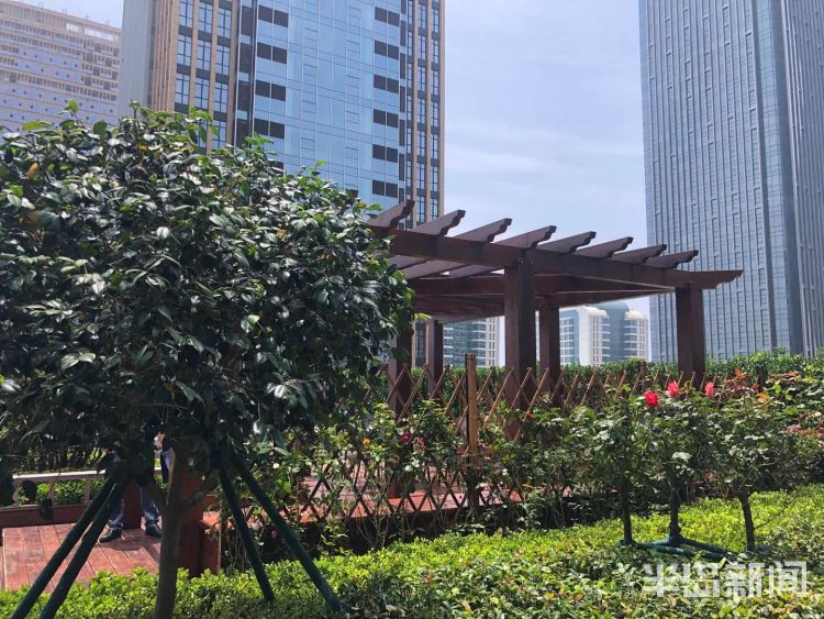 公园|青岛今年已启动口袋公园建设27个、公园绿化提升13个