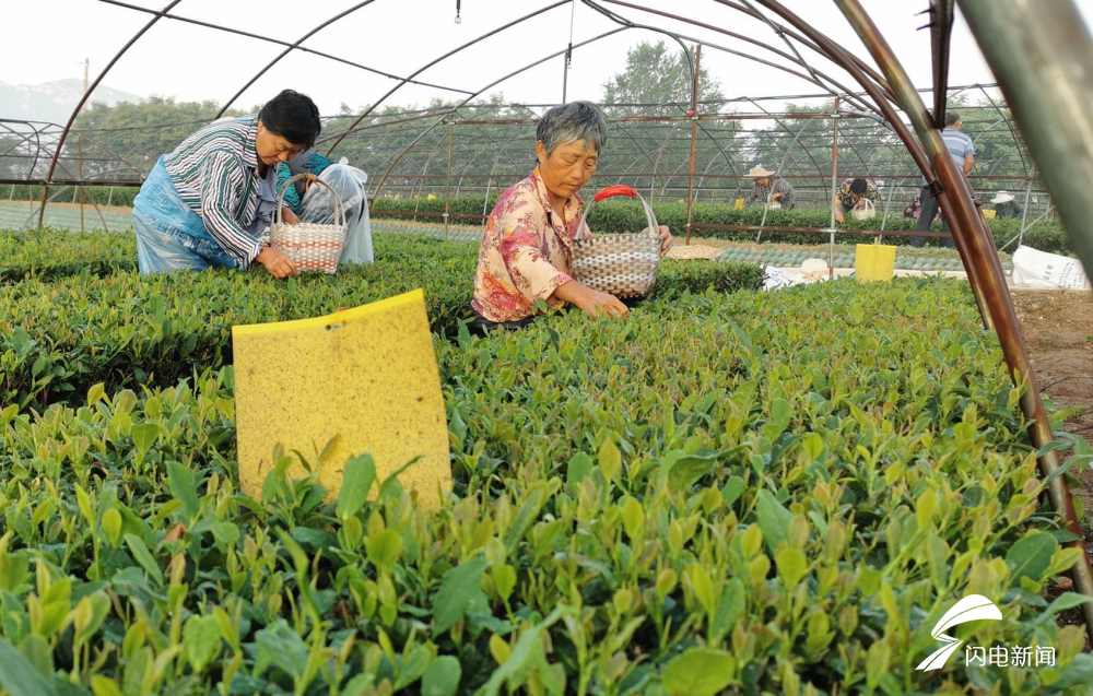 |山东省泰安北崖村：农民有了“新职业”小茶叶托起脱贫增收希望