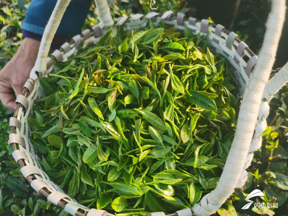 |山东省泰安北崖村：农民有了“新职业”小茶叶托起脱贫增收希望