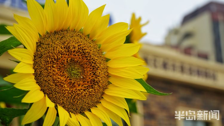 花花世界|前海一线旅游新亮点 青岛海滨风景区多处花卉竞相开放