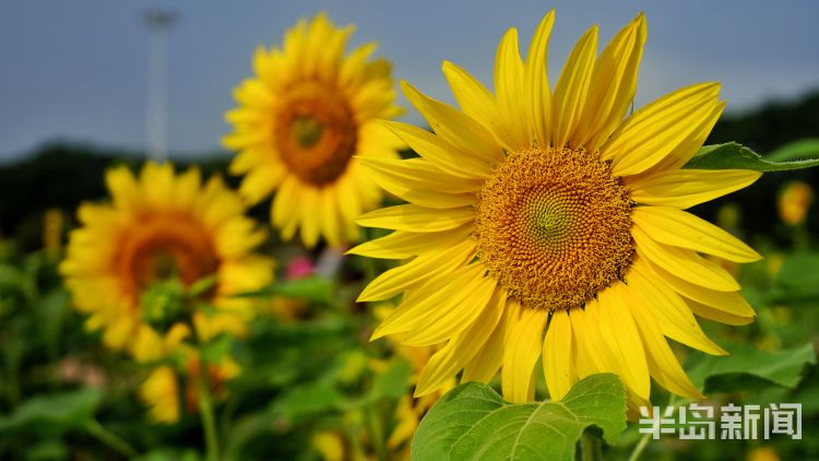 花花世界|前海一线旅游新亮点 青岛海滨风景区多处花卉竞相开放