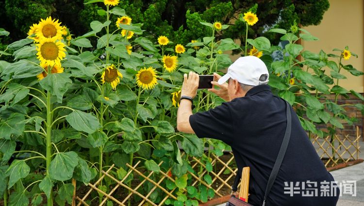 花花世界|前海一线旅游新亮点 青岛海滨风景区多处花卉竞相开放