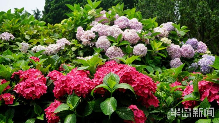 花花世界|前海一线旅游新亮点 青岛海滨风景区多处花卉竞相开放