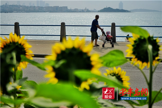 |青岛海滨风景区再添新景 缤纷花海等你来打卡