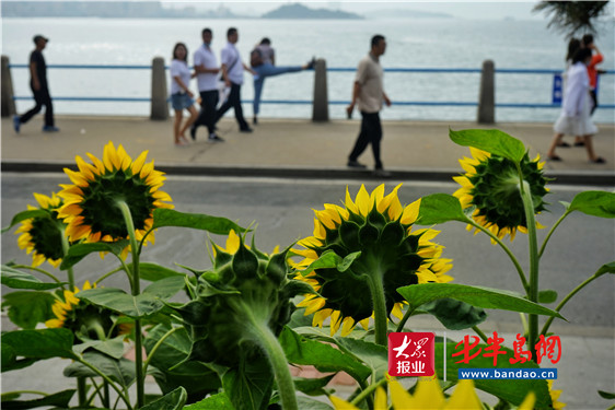 |青岛海滨风景区再添新景 缤纷花海等你来打卡