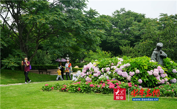 |青岛海滨风景区再添新景 缤纷花海等你来打卡