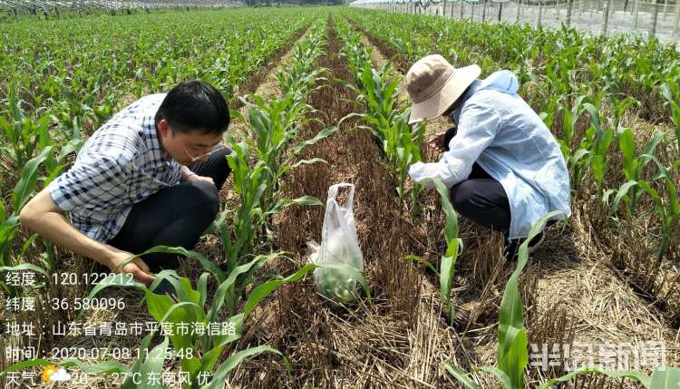 北扩|青岛发布动态预警：草地贪夜蛾这种农业重大害虫正在北扩 威海已发现