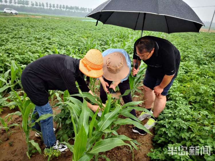 北扩|青岛发布动态预警：草地贪夜蛾这种农业重大害虫正在北扩 威海已发现