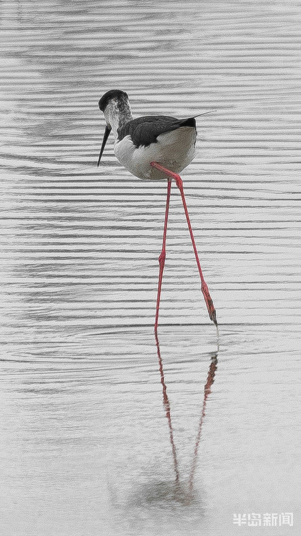 鸲鹆|鹀鹬鸫鹎鸲鹆鹟鹨鹡鸧鹒……这些鸟名咋这么不友好呢