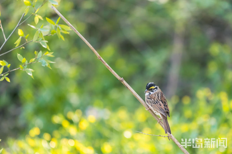 鸲鹆|鹀鹬鸫鹎鸲鹆鹟鹨鹡鸧鹒……这些鸟名咋这么不友好呢