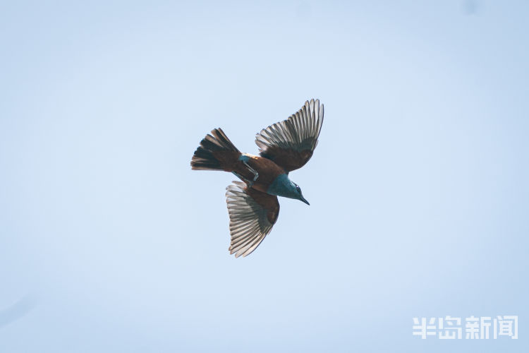 鸲鹆|鹀鹬鸫鹎鸲鹆鹟鹨鹡鸧鹒……这些鸟名咋这么不友好呢