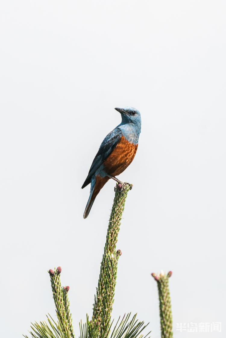 鸲鹆|鹀鹬鸫鹎鸲鹆鹟鹨鹡鸧鹒……这些鸟名咋这么不友好呢
