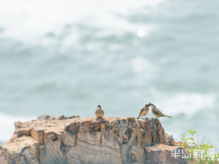 鸲鹆|鹀鹬鸫鹎鸲鹆鹟鹨鹡鸧鹒……这些鸟名咋这么不友好呢