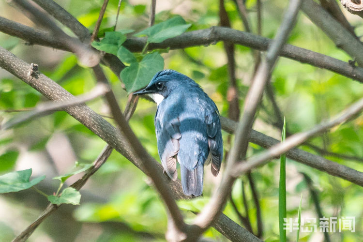 鸲鹆|鹀鹬鸫鹎鸲鹆鹟鹨鹡鸧鹒……这些鸟名咋这么不友好呢