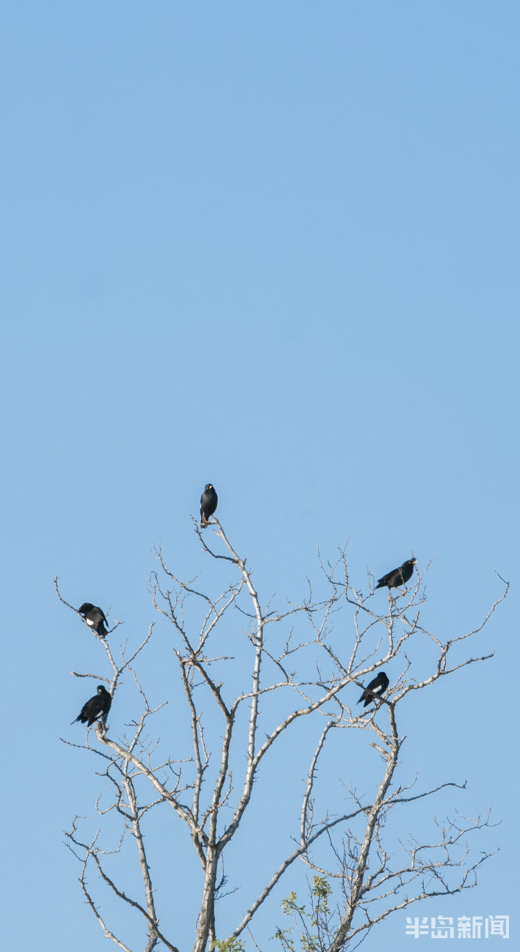 鸲鹆|鹀鹬鸫鹎鸲鹆鹟鹨鹡鸧鹒……这些鸟名咋这么不友好呢