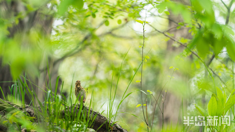 鸲鹆|鹀鹬鸫鹎鸲鹆鹟鹨鹡鸧鹒……这些鸟名咋这么不友好呢