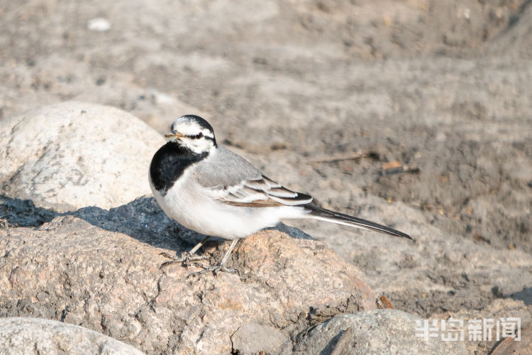 鸲鹆|鹀鹬鸫鹎鸲鹆鹟鹨鹡鸧鹒……这些鸟名咋这么不友好呢