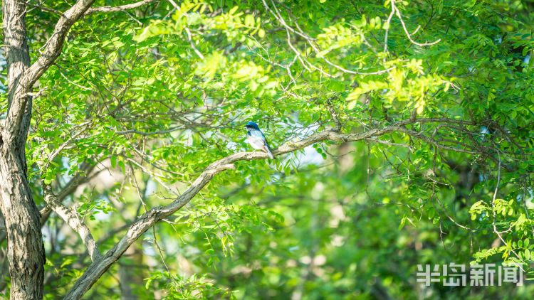 鸲鹆|鹀鹬鸫鹎鸲鹆鹟鹨鹡鸧鹒……这些鸟名咋这么不友好呢