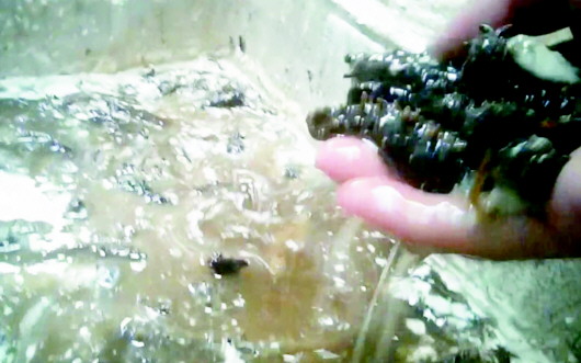 |养海参添加敌敌畏,南方参冒充北方参！央视“3·15”晚会曝光海参养殖内幕 即墨迅速组织联合执法查处