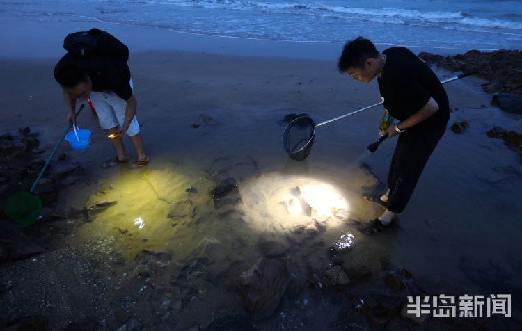 下海捞鱼螃蟹海蛎子青岛夏夜的赶海人