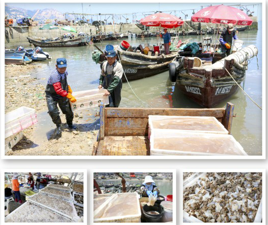 |青岛：“海蜇第一村”黄山村进入收获季 单船一次能捞3000斤