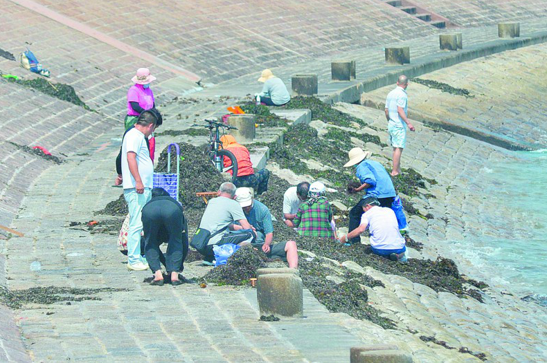 |青岛海边上岸很多石花菜 市民捡回家制作美食凉粉