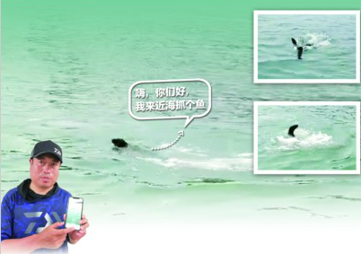 |鲸鱼刚走“海狮”又来！胶州湾红岛附近海域现神秘动物 专家怀疑是只北海狮