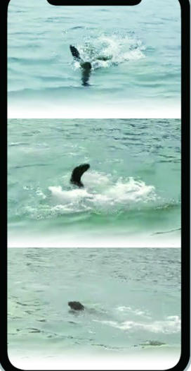 |鲸鱼刚走“海狮”又来！胶州湾红岛附近海域现神秘动物 专家怀疑是只北海狮