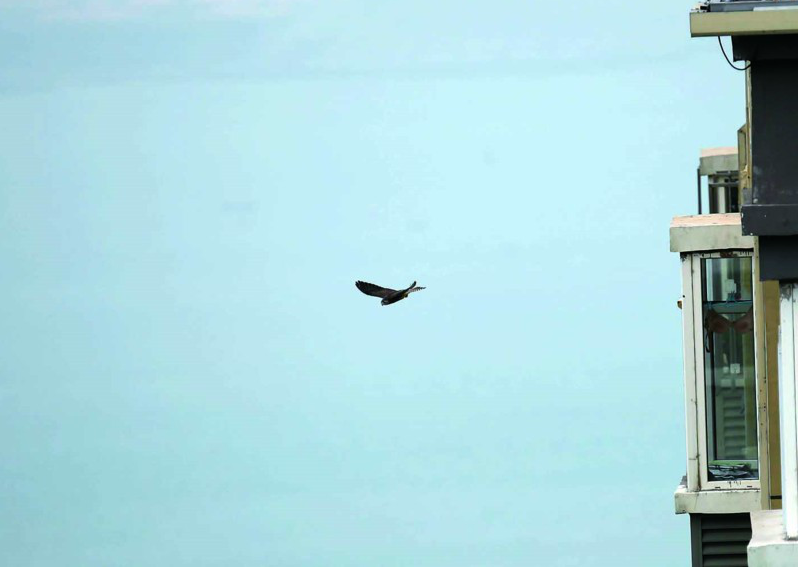 |青岛市南区云南路小区飞来“新邻居” 专家：是红隼 属于国家二级保护动物