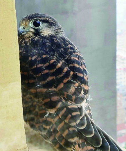 |青岛市南区云南路小区飞来“新邻居” 专家：是红隼 属于国家二级保护动物