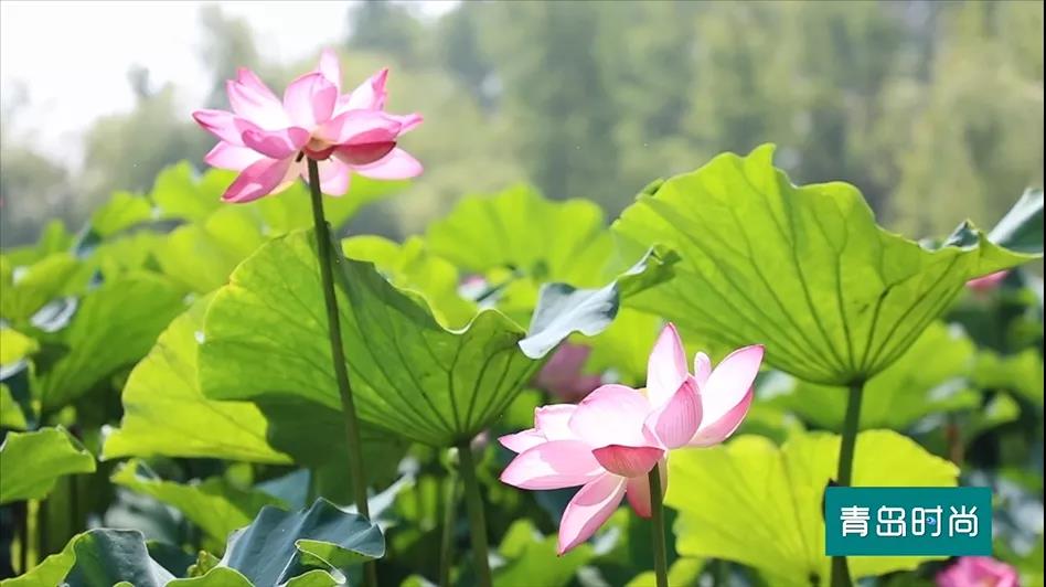 |节气｜大暑 听说青岛要热起来了 请收好这条经典纳凉路线