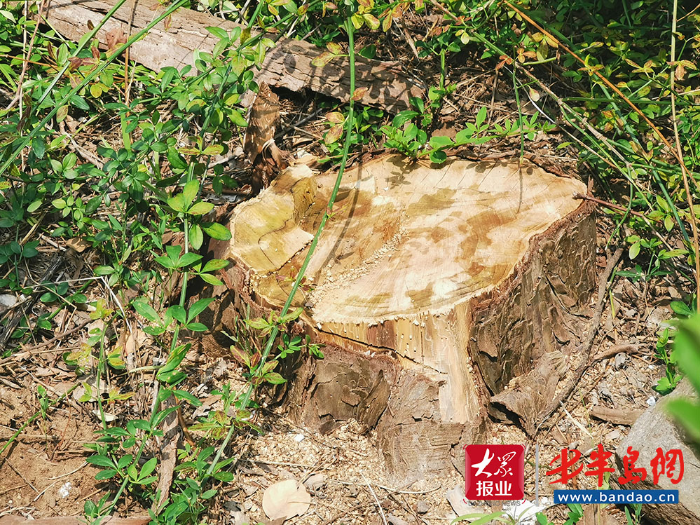 |即墨龙山上苑小区死树长期不补种 业主质疑万科物业失职