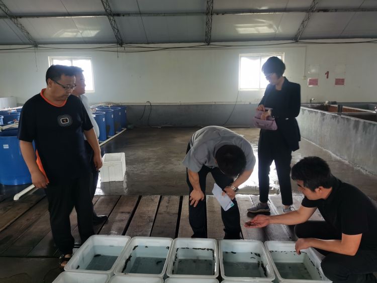 海参|海参产品质量不合格将“顶格处罚” 西海岸新区拉网排查海参养殖育苗生产单位