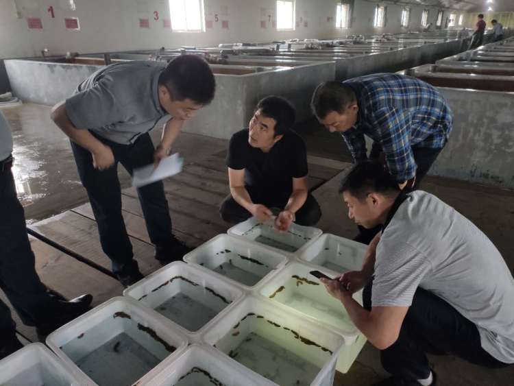 海参|海参产品质量不合格将“顶格处罚” 西海岸新区拉网排查海参养殖育苗生产单位