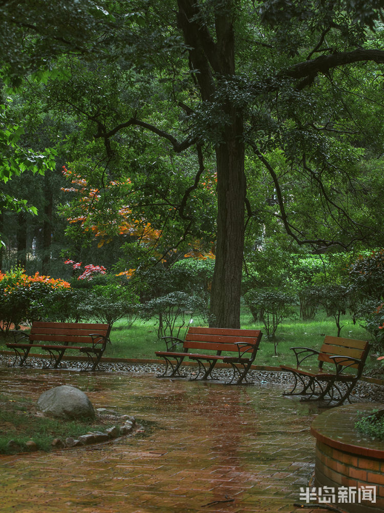 八大关|有一种风景 叫八大关的雨