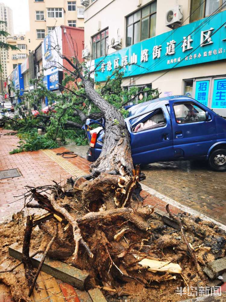 车手|李沧区万年泉路、虎山路等路段 众多行道树被大风吹倒
