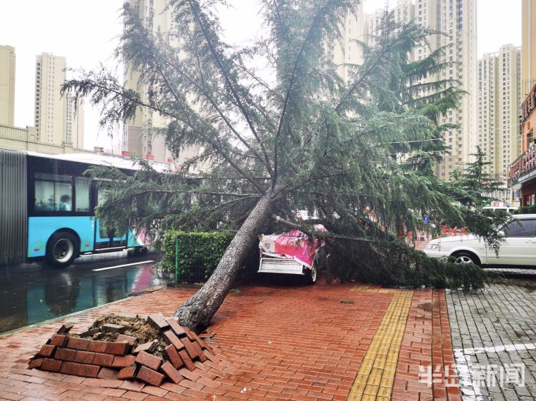 车手|李沧区万年泉路、虎山路等路段 众多行道树被大风吹倒