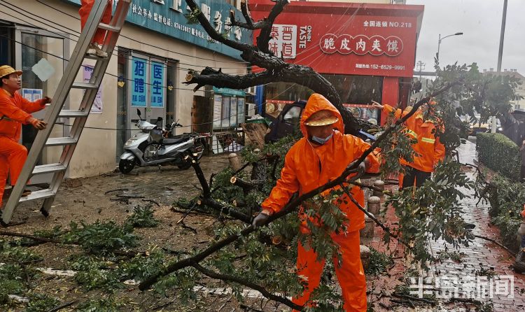 车手|李沧区万年泉路、虎山路等路段 众多行道树被大风吹倒
