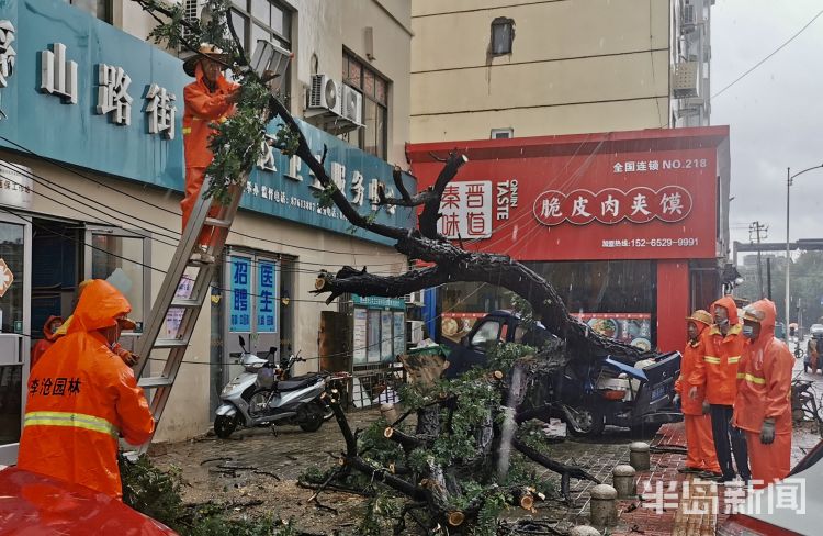 车手|李沧区万年泉路、虎山路等路段 众多行道树被大风吹倒